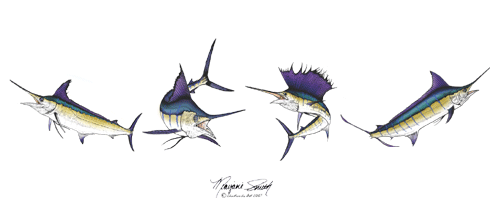 Billfish Four Long