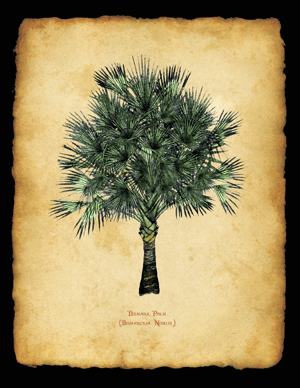 Bismark Palm, Parchment Background