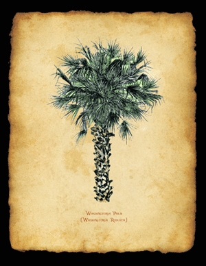 Washingtonia Palm, Parchment Background