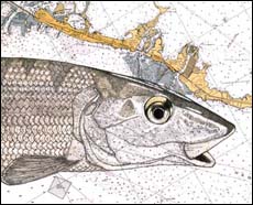 Bonefish Art - Single Bonefish