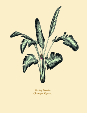 Bird of Paradise