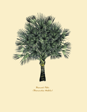 Bismark Palm