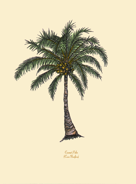 Coconut Palm