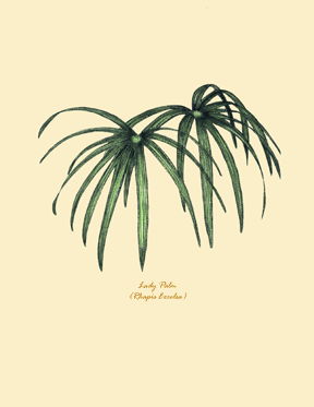 Lady Palm