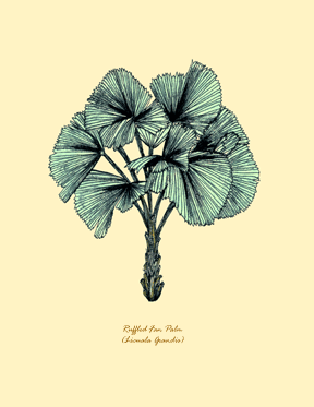 Ruffled Fan Palm