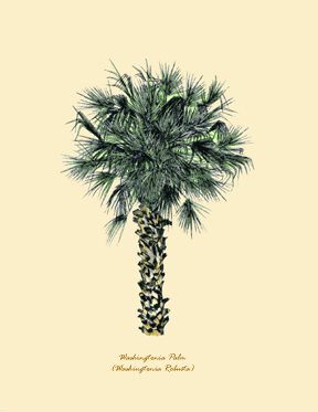 Washingtonia Palm