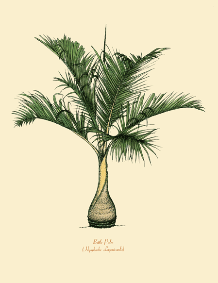 Bottle Palm with Palm Beach White Mat