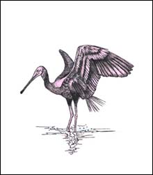 Roseate Spoonbill