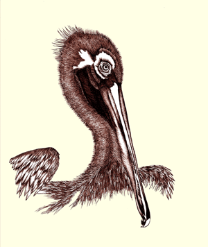 Pelican